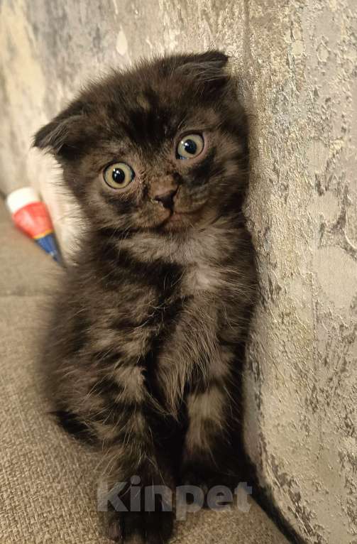 Кошки в Кемерово: Вислоухий Мальчик, Бесплатно - фото 1