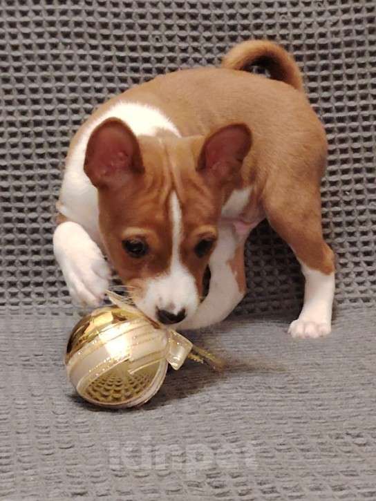 Собаки в Санкт-Петербурге: Щенок басенджи Мальчик, 50 000 руб. - фото 1