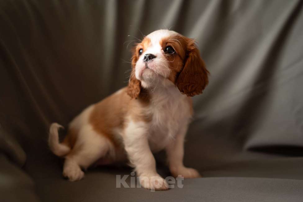 Собаки в Подольске: Продаю щенков породы кавалер кинг чарльз спаниеля Разнополые, Бесплатно - фото 1