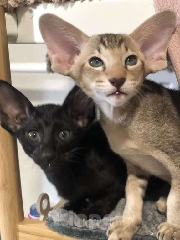 Кошки в Санкт-Петербурге: Кот на вязку Мальчик, 20 000 руб. - фото 6