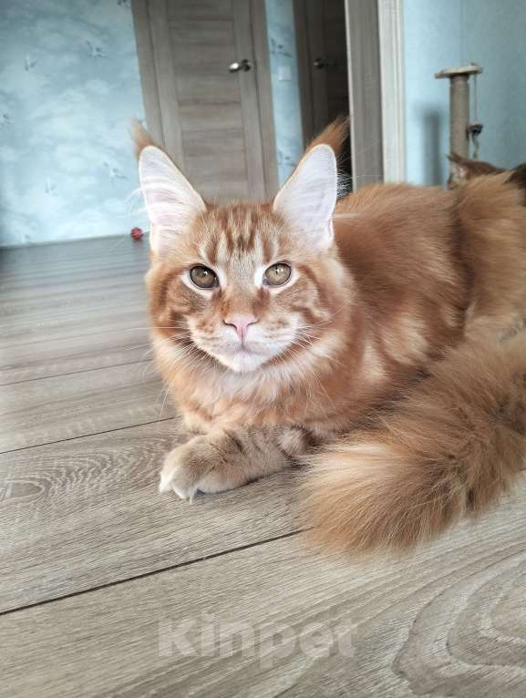 Кошки в Сергиеве Посаде: Котёнок мейн-кун  Мальчик, 40 000 руб. - фото 2