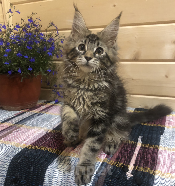 Кошки в Санкт-Петербурге: Кошечка мейн кун чёрная мраморная Девочка, 30 000 руб. - фото 2