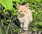 Кошки в Ульяновске: Очаровательные котята, мальчик и девочка ищут дом Мальчик, 10 руб. - фото 1