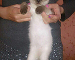 Кошки в Симферополе: Тайский, котенок принц , 15 000 руб. - фото 4
