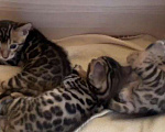 Кошки в Санкт-Петербурге: Бенгальские клубные котята, 15 000 руб. - фото 2