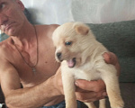 Собаки в других городах Липецкой области: Продам щенят Разнополые, 10 000 руб. - фото 7