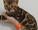 Кошки в Ставрополе: Бенгальские котята  Девочка, 40 000 руб. - фото 1