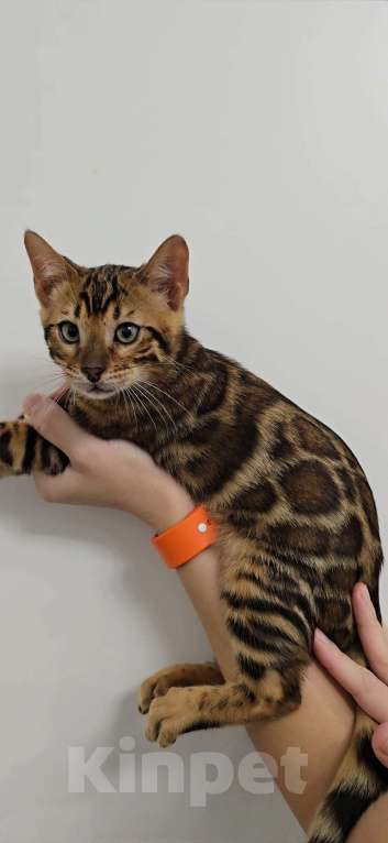 Кошки в Ставрополе: Бенгальские котята  Девочка, 40 000 руб. - фото 1