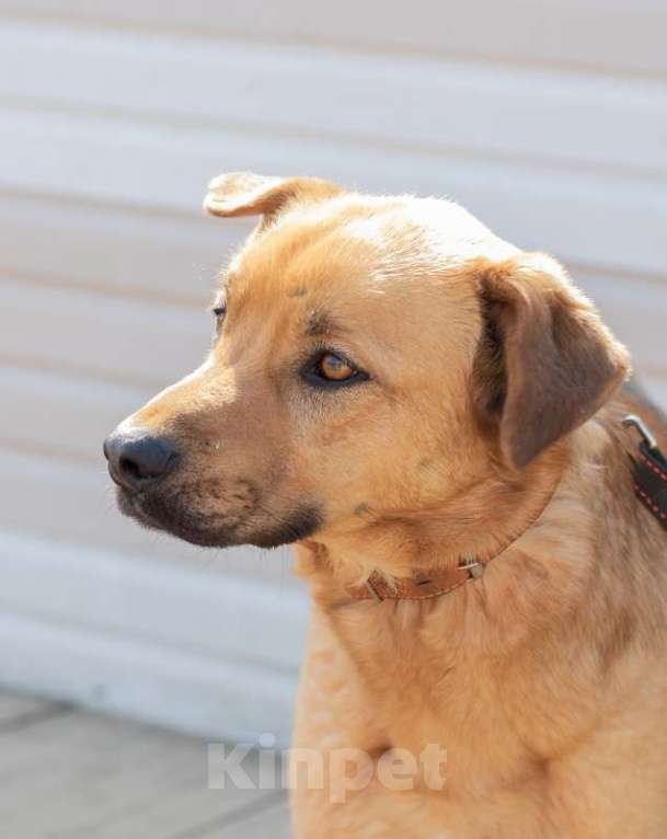 Собаки в Москве: Гризли. С особой нежностью о нем Мальчик, 1 руб. - фото 2