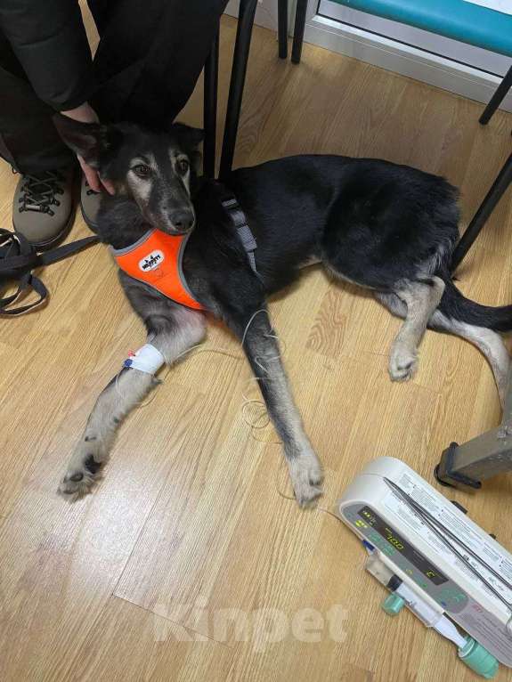 Собаки в Москве: Ищем дом для Гросса Мальчик, Бесплатно - фото 7