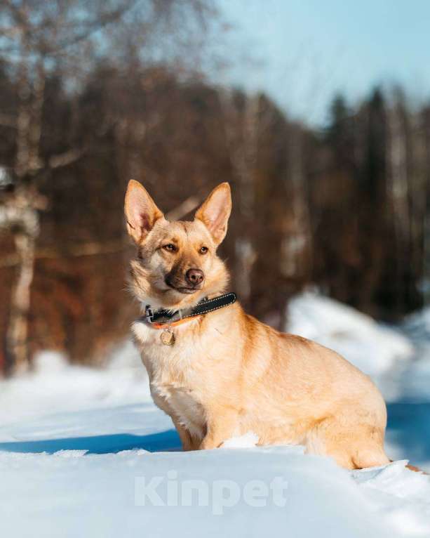 Собаки в других городах Московской области: Привет :) Я  - Тата Девочка, Бесплатно - фото 6