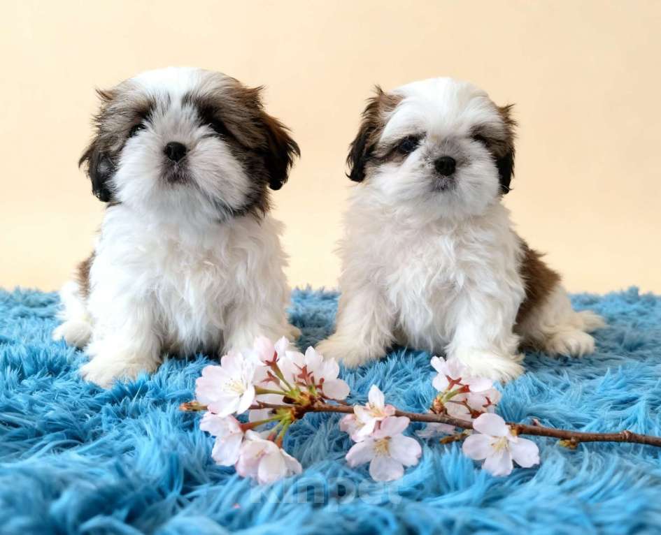 Собаки в Новороссийске: Щенки ши-тцу Мальчик, 70 000 руб. - фото 1
