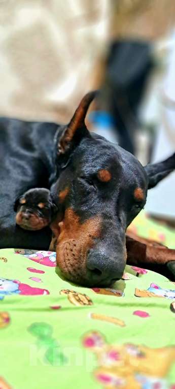 Собаки в других городах Краснодарского края: Щенок добермана РКФ Мальчик, 80 000 руб. - фото 3