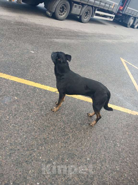 Собаки в Мытищах: Потерялась собака с намордником, хозяин отзовись Девочка, Бесплатно - фото 3