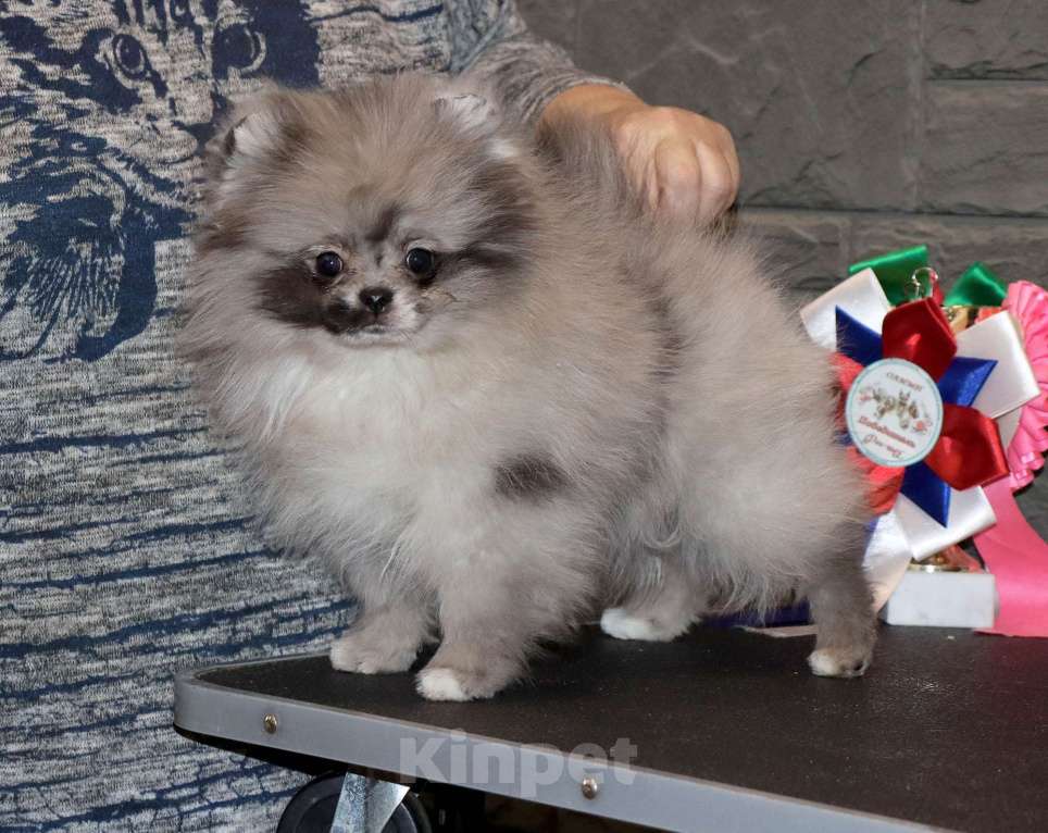 Собаки в Москве: Самая РОСКОШНАЯ крошка шпица Девочка, 75 000 руб. - фото 3