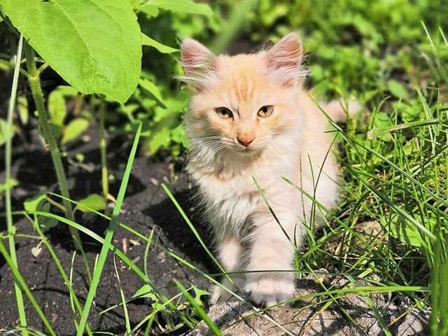 Кошки в Ульяновске: Очаровательные котята, мальчик и девочка ищут дом Мальчик, 10 руб. - фото 1