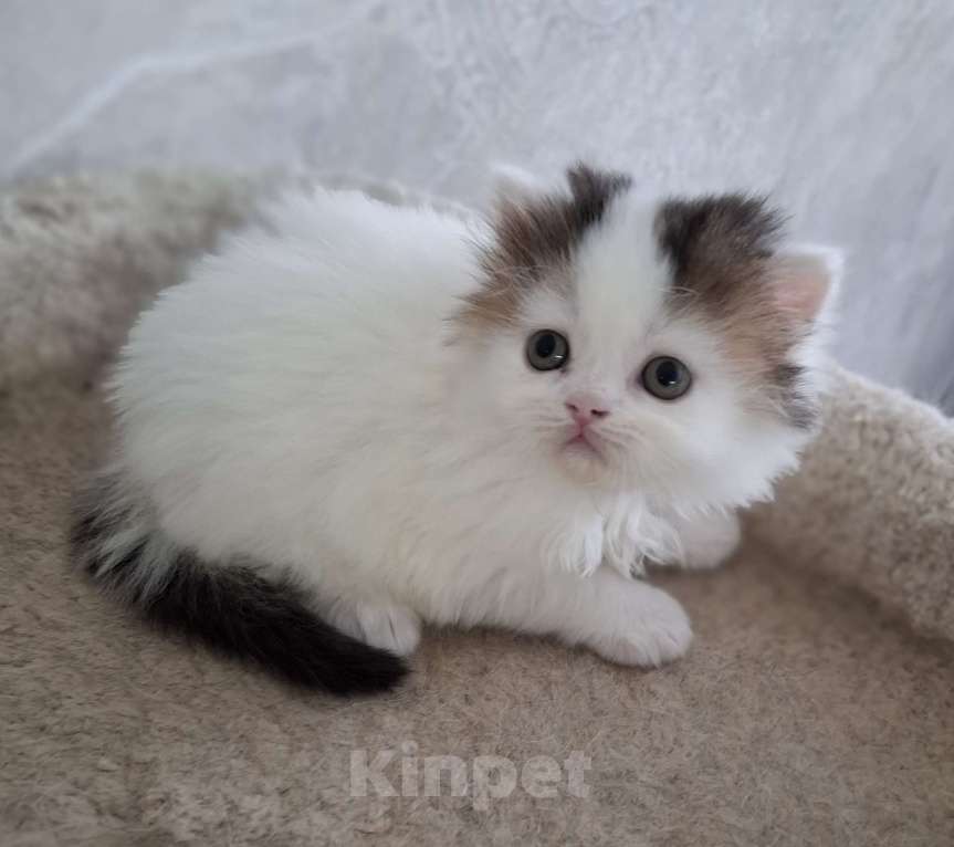 Кошки в Ярославле: Шотландский длинношерстный мальчик Мальчик, 30 000 руб. - фото 4