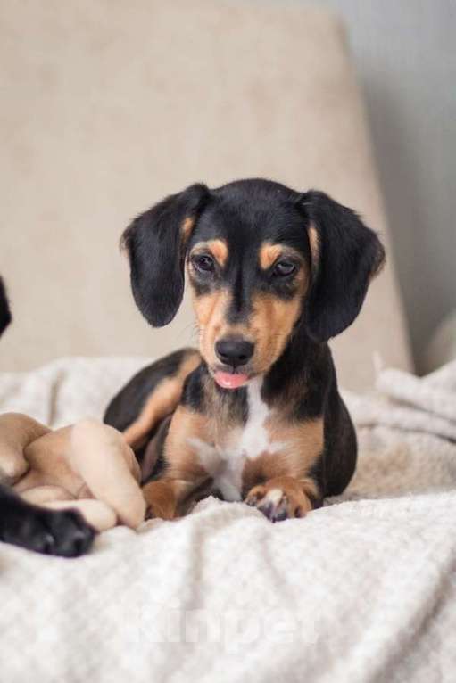 Собаки в Санкт-Петербурге: Очаровательная девочка Зиппи  готова к переезду в новый дом. Девочка, Бесплатно - фото 8