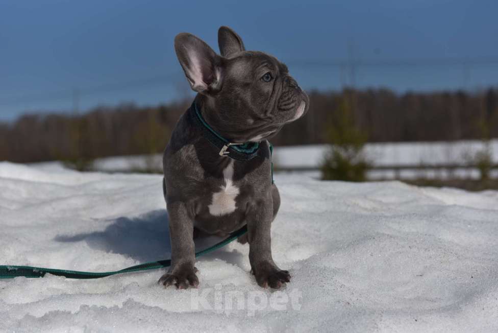 Собаки в Москве: Голубой тигр мальчик Мальчик, 50 000 руб. - фото 4