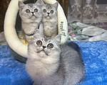 Кошки в Москве: серебристая шиншилла Девочка, 20 000 руб. - фото 3