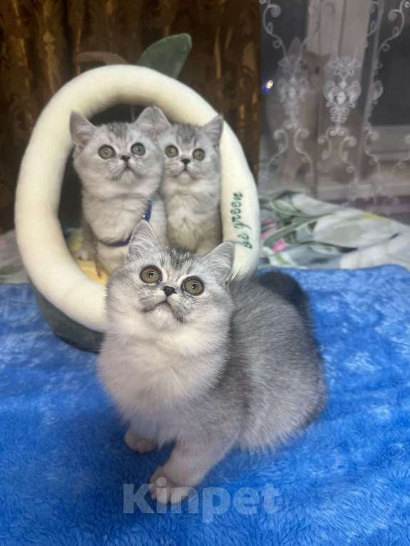 Кошки в Москве: серебристая шиншилла Девочка, 20 000 руб. - фото 3