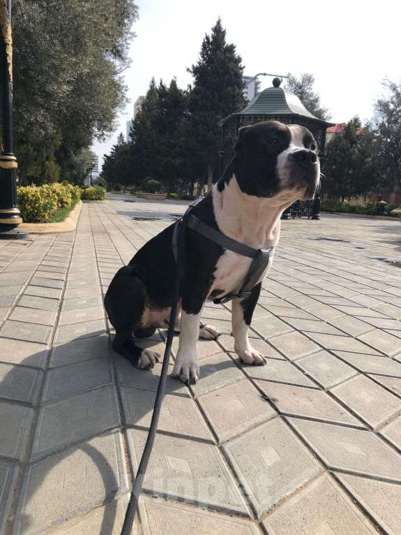 Собаки в Москве: Ищем невесту Мальчик, Бесплатно - фото 2