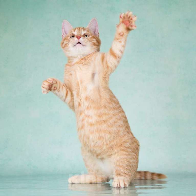 Кошки в Москве: Рыжие ручные котята ищут дом Мальчик, 1 руб. - фото 2