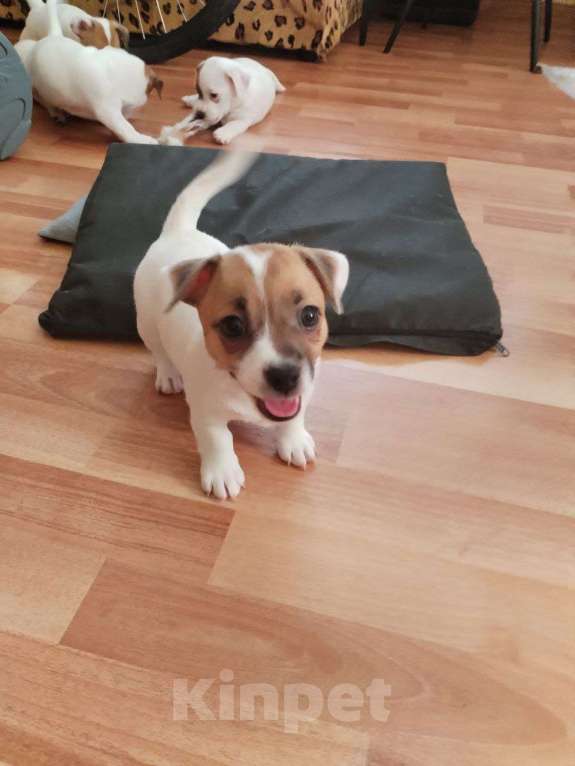 Собаки в Великом Новгороде: Щенки Джек Рассел терьер Девочка, 15 000 руб. - фото 4