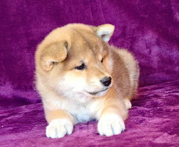 Собаки в Москве: Сиба ину.Мальчик  Мальчик, 50 000 руб. - фото 2