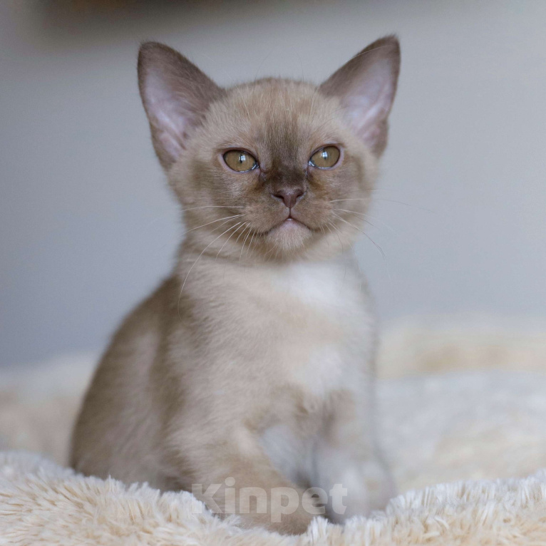 Кошки в Москве: Европейская бурма Мальчик, Бесплатно - фото 2