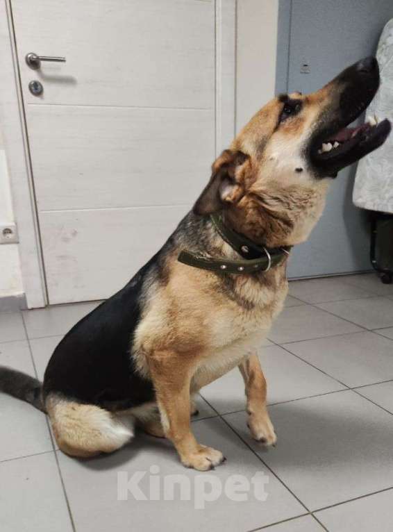 Собаки в Москве: Собаку выпустят туда, где других застрелили Девочка, Бесплатно - фото 3