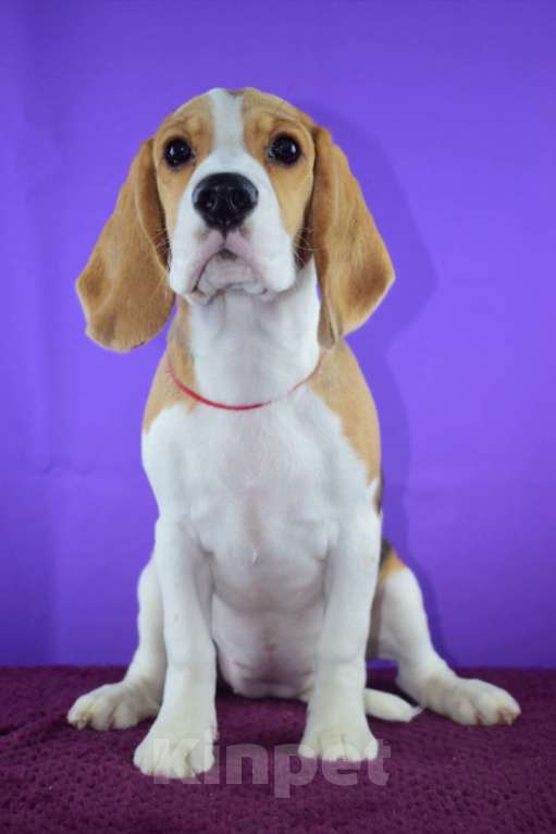 Собаки в Москве: Щенок бигля н Девочка, 65 000 руб. - фото 7