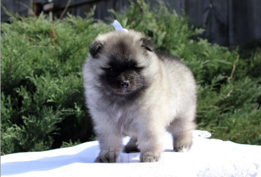 Собаки в Москве: Пушистое счастье - щенок кеесхонда  (вольфшпица) Девочка, 38 000 руб. - фото 2