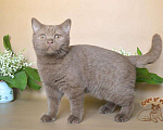 Кошки в Краснодаре: Британский котик к/ш Мальчик, Бесплатно - фото 1
