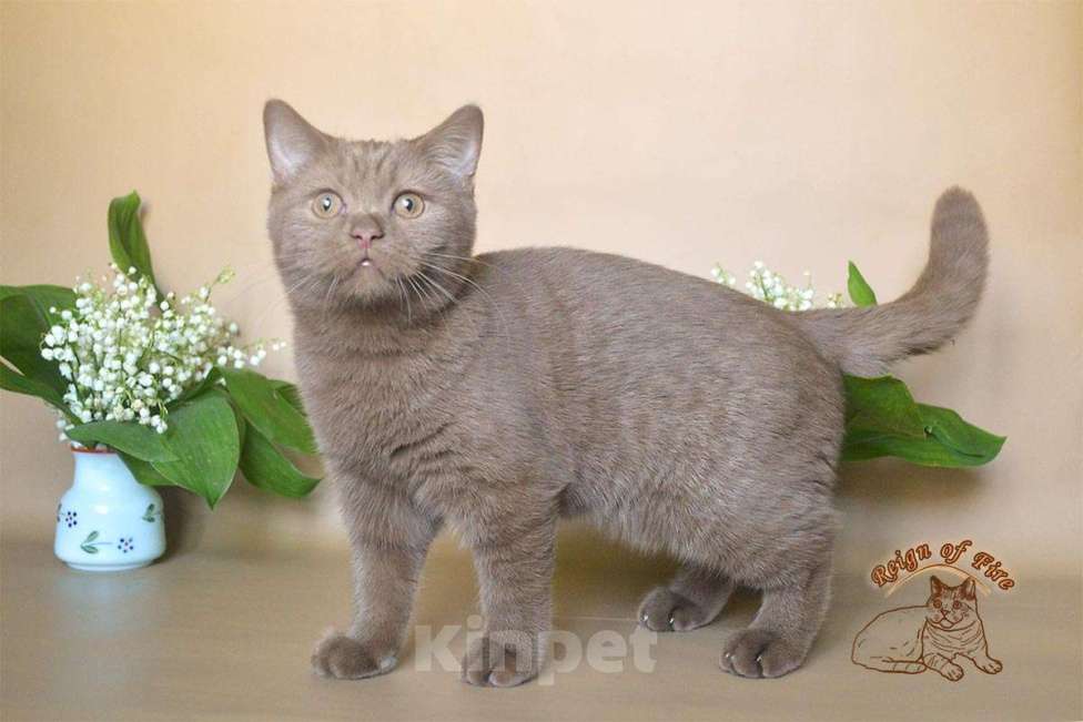 Кошки в Краснодаре: Британский котик к/ш Мальчик, Бесплатно - фото 1