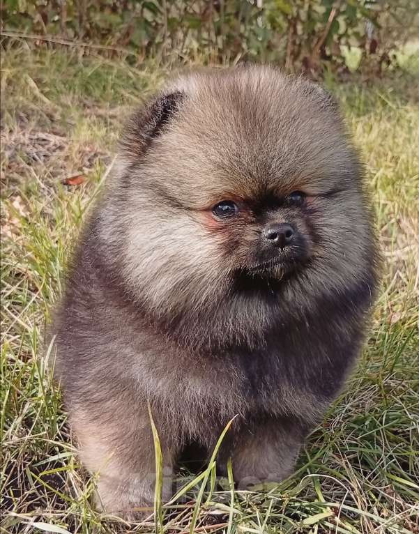 Собаки в Воронеже: Шпиц мишка Мальчик, 60 000 руб. - фото 3