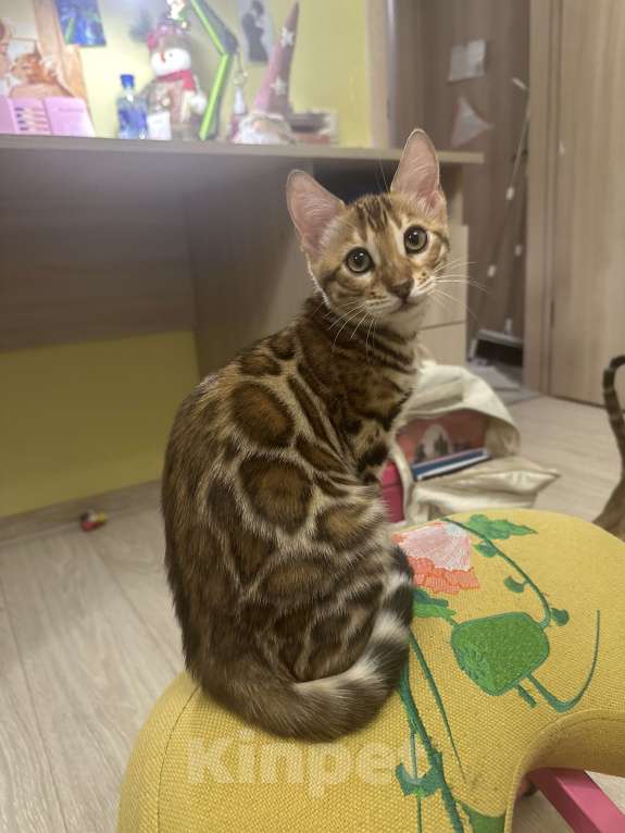 Кошки в других городах Московской области: Бенгальская Кошечка Браун, носитель снега Девочка, 97 000 руб. - фото 7