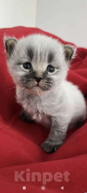 Кошки в Новосибирске: Котенок мейн-кун Разнополые, 15 000 руб. - фото 1