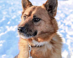 Собаки в Саратове: Очаровательная лисичка Умка, молодая некрупная собачка в добрые руки Девочка, 10 руб. - фото 3