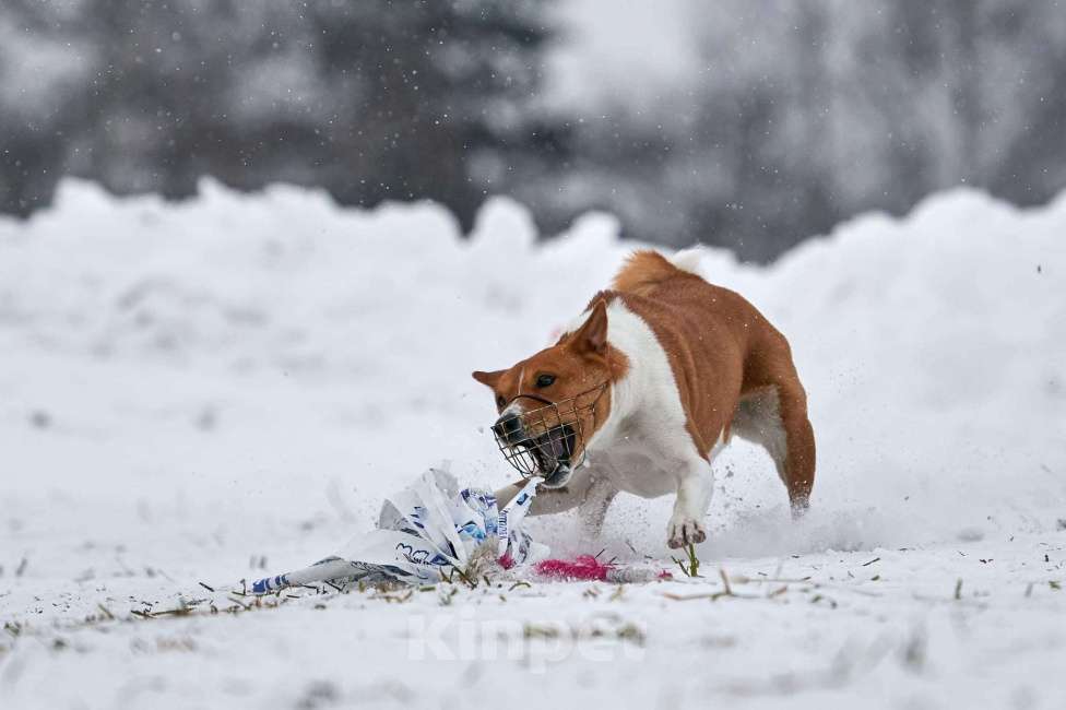 Собаки в Щелково: Неоднократный Чемпион России ищет девочку. Мальчик, 10 000 руб. - фото 7
