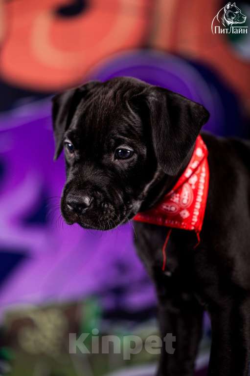 Собаки в Ульяновске: Американский питбультерьер, щенок Мальчик, Бесплатно - фото 4