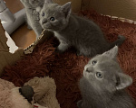 Кошки в Тамбове: Котенок Мальчик, 1 руб. - фото 3