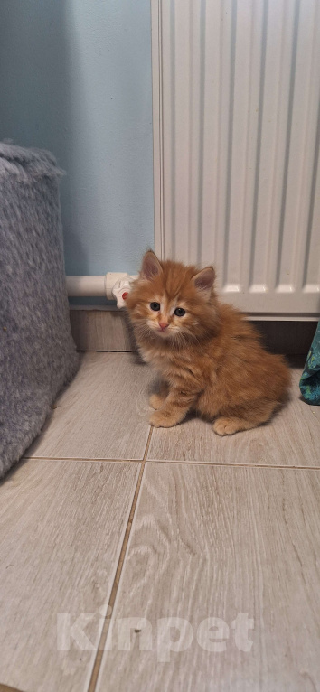 Кошки в Ростове-на-Дону: Малыши курилы Разнополые, Бесплатно - фото 4