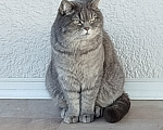 Кошки в Краснодаре: Потерялся кот (Зеленая Долина) Мальчик, Бесплатно - фото 1