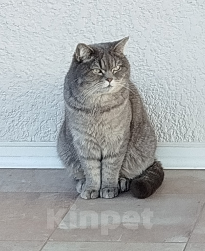 Кошки в Краснодаре: Потерялся кот (Зеленая Долина) Мальчик, Бесплатно - фото 1
