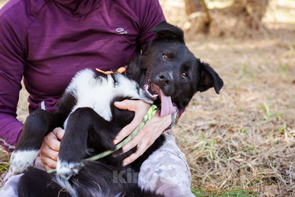 Собаки в Москве: Щенок в добрые руки Мальчик, Бесплатно - фото 9