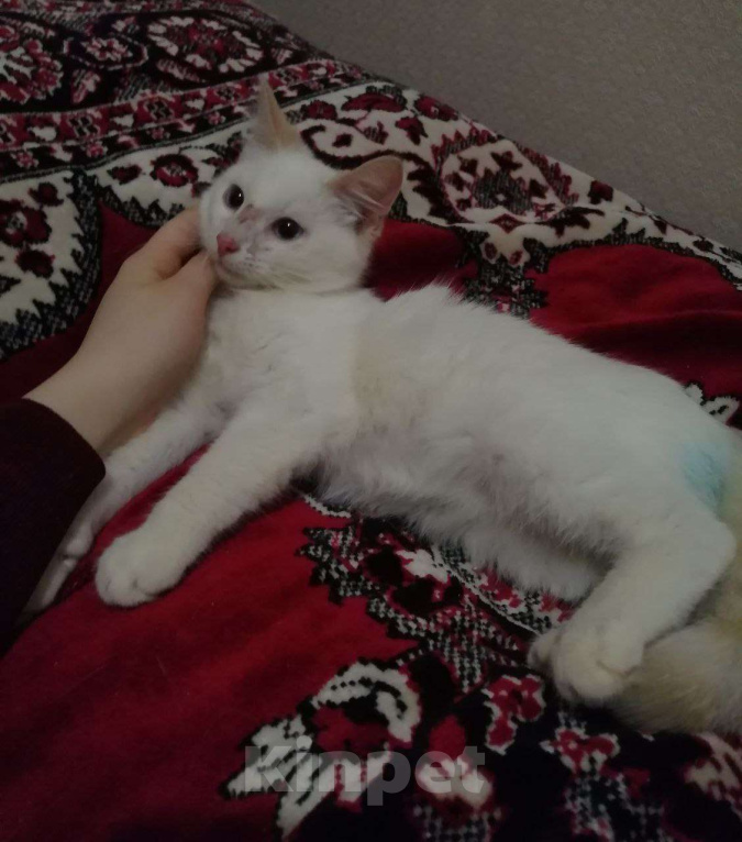 Кошки в Вологде: Котёнок  Мальчик, Бесплатно - фото 4