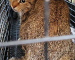 Кошки в Лобне: Мира кошечка в поиске своего человека Девочка, Бесплатно - фото 3