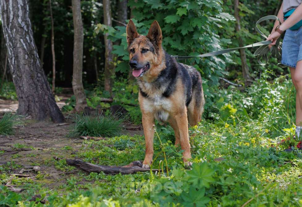 Собаки в других городах Московской области: Астра Девочка, Бесплатно - фото 2
