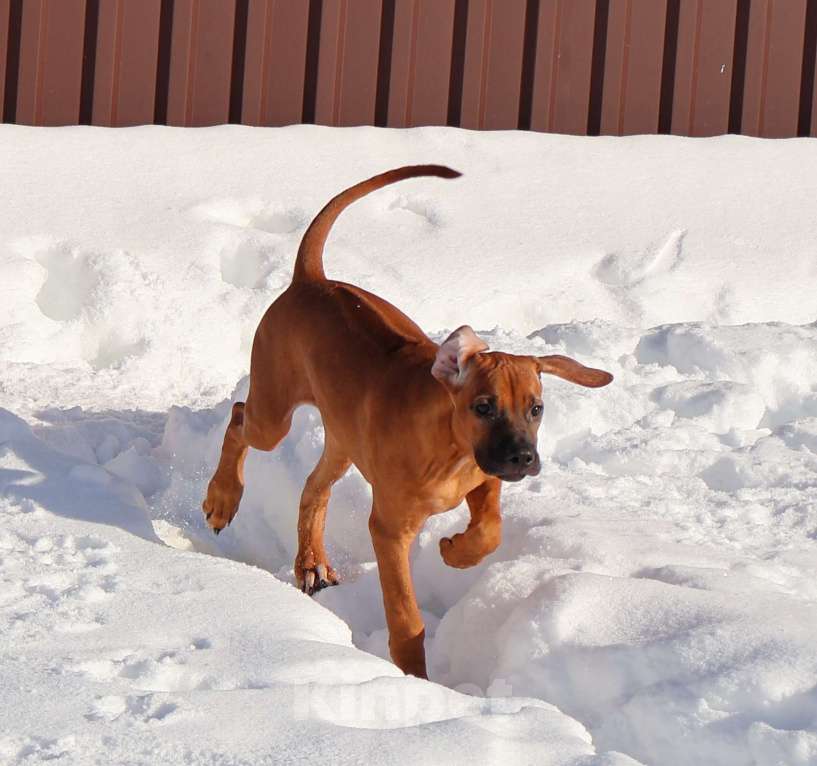Собаки в Москве: Девочка Родезийского Риджбека для души Девочка, Бесплатно - фото 6